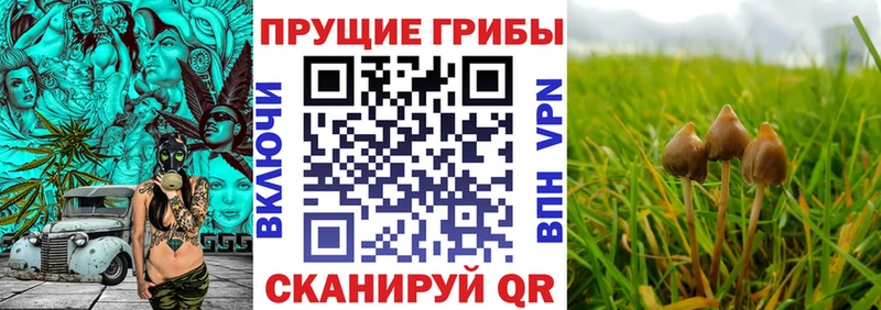 мега ТОР  Дмитровск  Галлюциногенные грибы ЛСД 